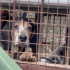 Encontrados diez perros de caza hacinados y ocultos en el inetrior de un remolque en Lillo del Bierzo
El Partido Animalista PACMA y la asociación Sacrificio Cero León han hecho un llamamiento urgente a la colaboración ciudadana para localizar a al menos diez perros de caza que permanecen desaparecidos tras una intervención judicial vinculada a un presunto caso de maltrato animal en Lillo del Bierzo.

ESPAÑA EUROPA CASTILLA Y LEÓN SOCIEDAD
PACMA
