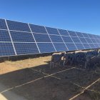 Ganado en una planta fotovoltaica en una imagen de archivo.