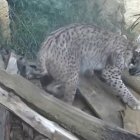 Una de las hembras de lince con sus crías.