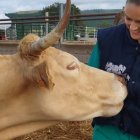Una veterinaria acaricia a una ternera en una explotación ganadera