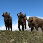 Tres bisontes de la Reserva de Bisontes San Cebrián de Mudá , en la provincia de Palencia