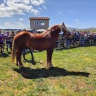 El caballo Hispano-Bretón no, todavía en peligro de extinción, es sumamente llamativo y está muy presente en ferias ganaderas.