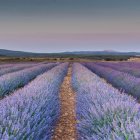 Campos de lavanda en Caleruegam  donde se celebra en julio el Lavandafest