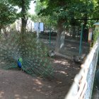 Reapertura del zoo de Aves en Herrera de Pisuerga (Palencia)