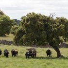 Reportaje de la finca Rollanejo en cubo de don Sancho, Salamanca, única por que se crían toros bravos y es de propiedad municipal.