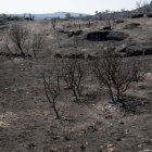 Tierra quemada por el incendio forestal de Fermoselle (Zamora).