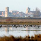 Imagen de archivo de unas aves en la laguna de Tamariz de Campos (Valladolid).