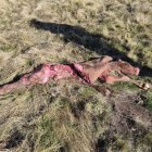 Resto de uno de los terneros atacados por el lobo