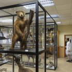 Museo de historia natural del IES Fray Luis de León en Salamanca.