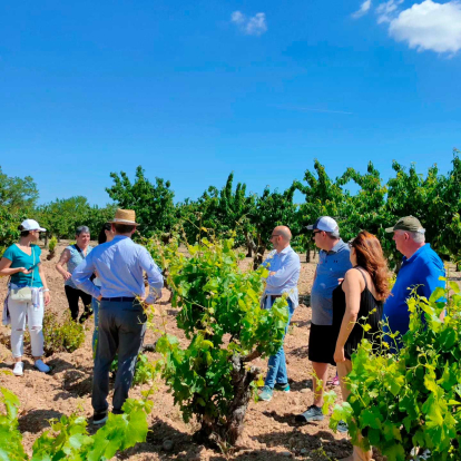 Más de 450 hectáreas de viñedo, situados entre los valles medio y alto del Arlanza, la sierra de Covarrubias y los páramos del Cerrato, amparados por la Denominación de Origen Vitivinícola Arlanza