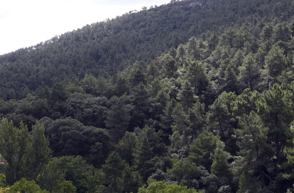 Suerte de Pinos, un modo tradicional de gestión de los recursos forestales y un privilegio de posesión comunal del bosque, que se remonta a las Cartas Pueblas concedidas por los monarcas del medievo.