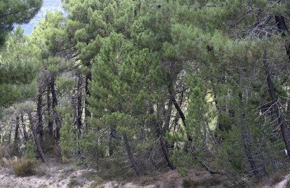 Suerte de Pinos, un modo tradicional de gestión de los recursos forestales y un privilegio de posesión comunal del bosque, que se remonta a las Cartas Pueblas concedidas por los monarcas del medievo.