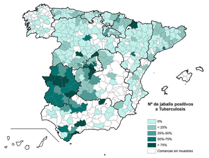 Número de jabalíes positivos a tuberculosis en España. MAPA