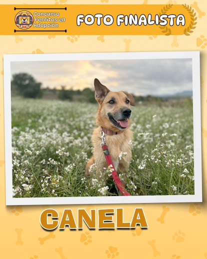 Perros finalistas del concurso fotográfico 'Perritos en Adopción'