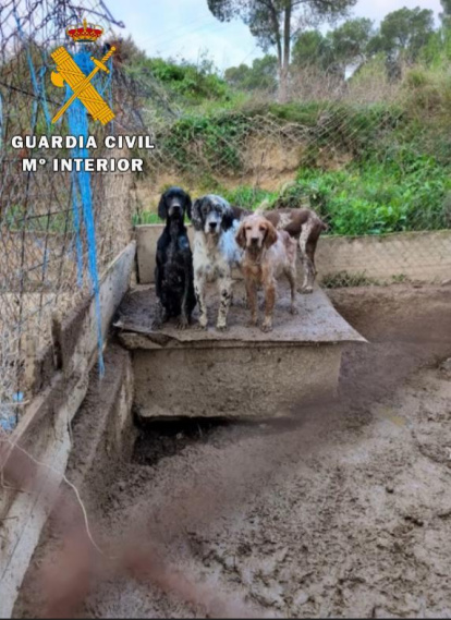 'Operación Tarner' en la que se ha rescatado a un perro muerto y veintitrés vivos