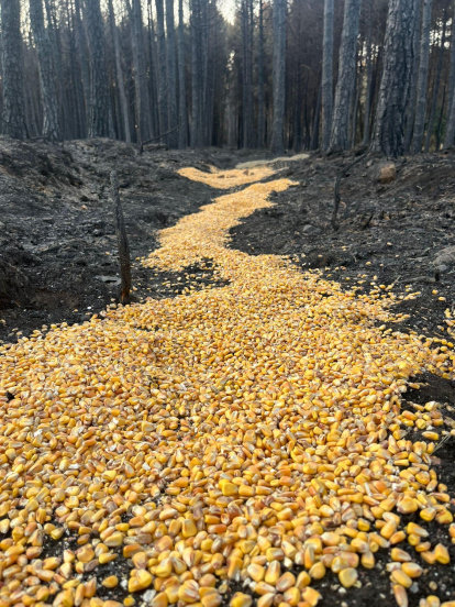 Alimento para los animales afectados por los fuegos de Castilla y León