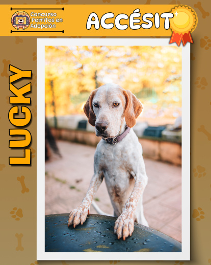 Perros finalistas del concurso fotográfico 'Perritos en Adopción'