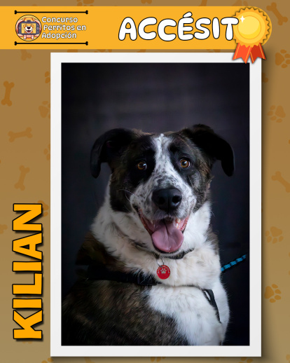 Perros finalistas del concurso fotográfico 'Perritos en Adopción'