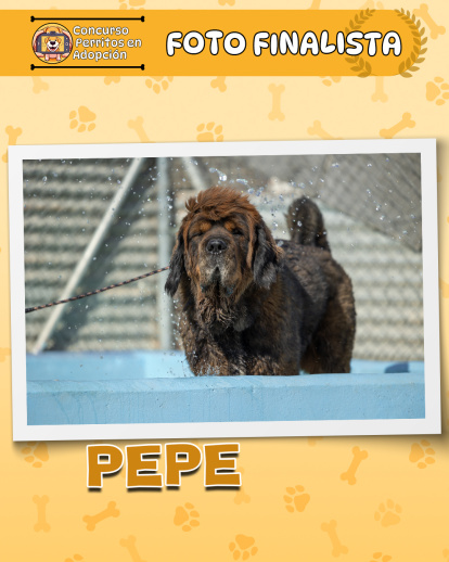 Perros finalistas del concurso fotográfico 'Perritos en Adopción'