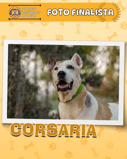 Perros finalistas del concurso fotográfico 'Perritos en Adopción'