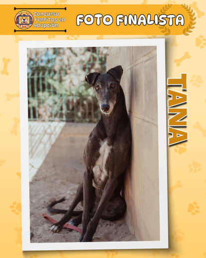 Perros finalistas del concurso fotográfico 'Perritos en Adopción'