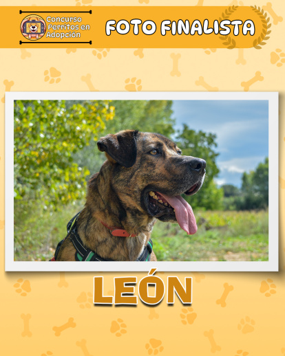 Perros finalistas del concurso fotográfico 'Perritos en Adopción'