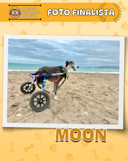 Perros finalistas del concurso fotográfico 'Perritos en Adopción'