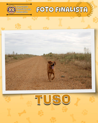Perros finalistas del concurso fotográfico 'Perritos en Adopción'