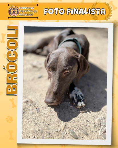 Perros finalistas del concurso fotográfico 'Perritos en Adopción'