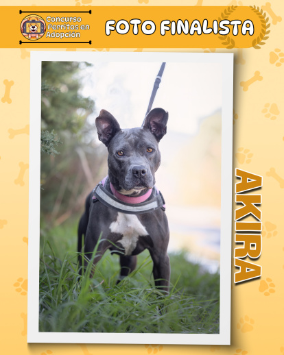 Perros finalistas del concurso fotográfico 'Perritos en Adopción'