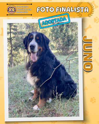 Perros finalistas del concurso fotográfico 'Perritos en Adopción'