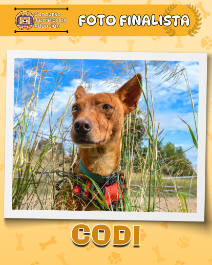 Perros finalistas del concurso fotográfico 'Perritos en Adopción'