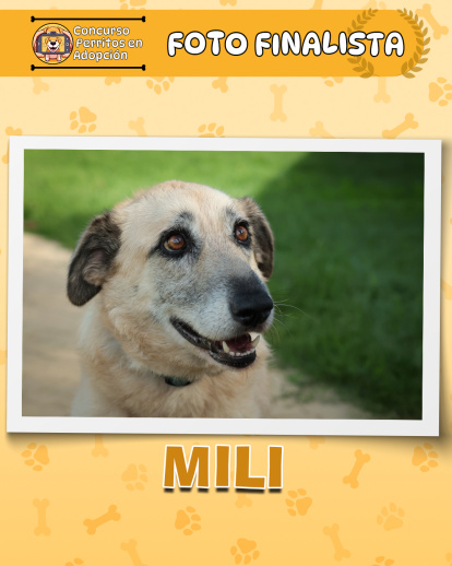 Perros finalistas del concurso fotográfico 'Perritos en Adopción'