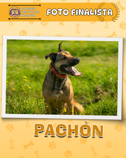 Perros finalistas del concurso fotográfico 'Perritos en Adopción'