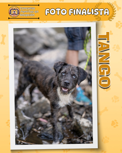 Perros finalistas del concurso fotográfico 'Perritos en Adopción'