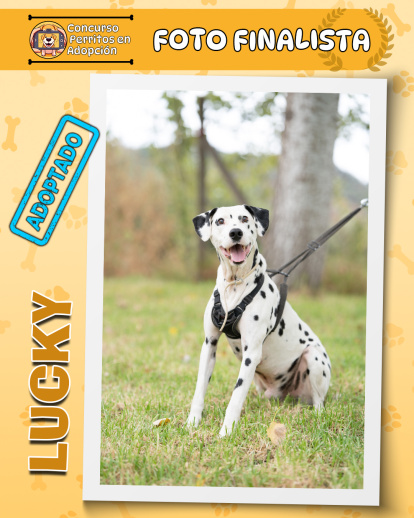 Perros finalistas del concurso fotográfico 'Perritos en Adopción'