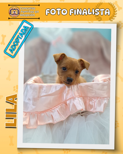 Perros finalistas del concurso fotográfico 'Perritos en Adopción'