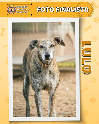 Perros finalistas del concurso fotográfico 'Perritos en Adopción'