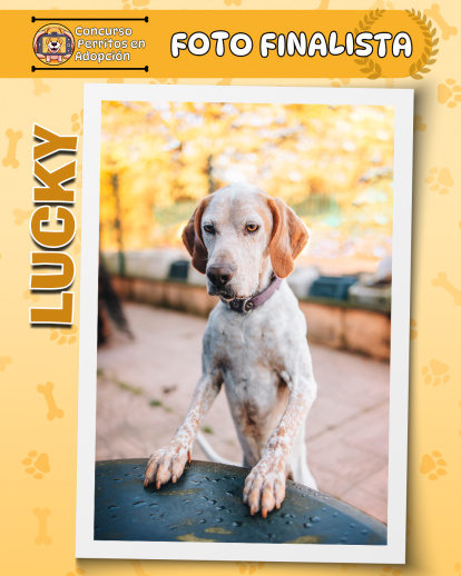 Perros finalistas del concurso fotográfico 'Perritos en Adopción'