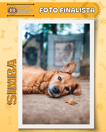 Perros finalistas del concurso fotográfico 'Perritos en Adopción'