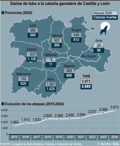 Daños del lobo en Castilla y León en 2024. ICAL