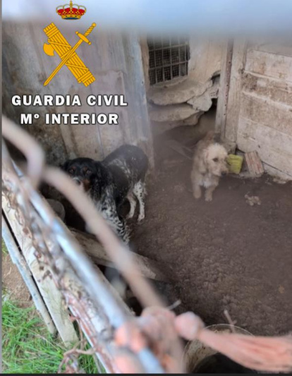 'Operación Tarner' en la que se ha rescatado a un perro muerto y veintitrés vivos