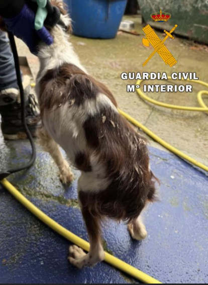'Operación Tarner' en la que se ha rescatado a un perro muerto y veintitrés vivos