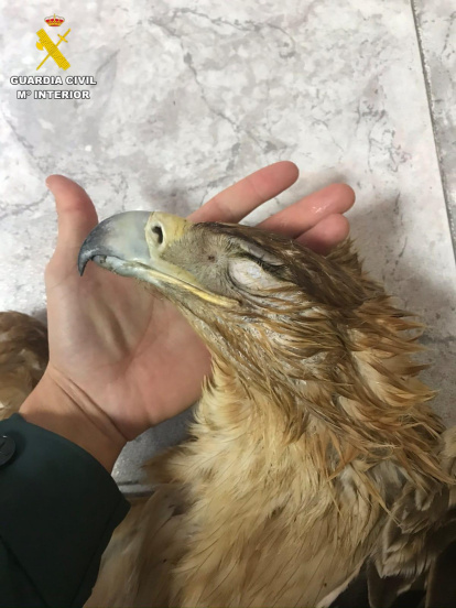 Investigan la muerte de aves protegidas electrocutadas en tendidos eléctricos.