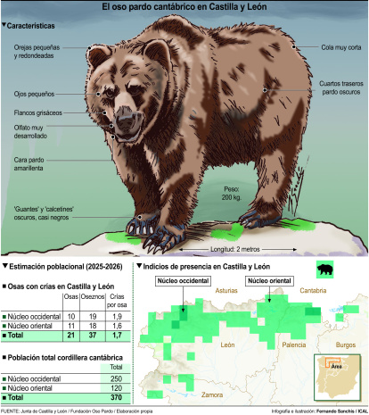 El oso pardo cantábrico en Castilla y León.